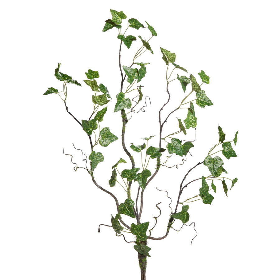 37" English Ivy Bush