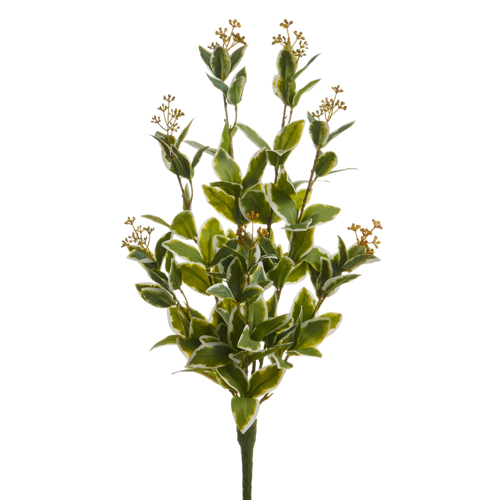 21" Vareigated Laurel Bush