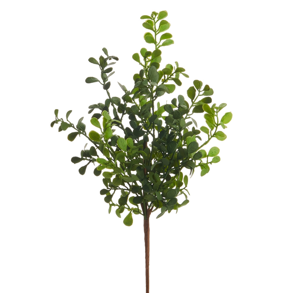 17" Boxwood Pick