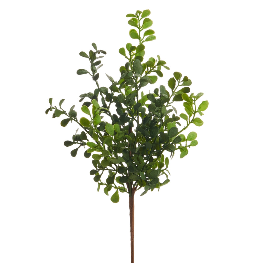 17" Boxwood Pick