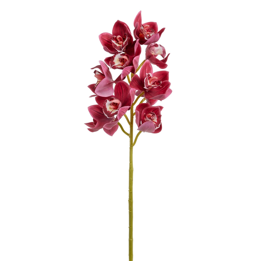 25" Burgundy Cymbidium Orchid Stem