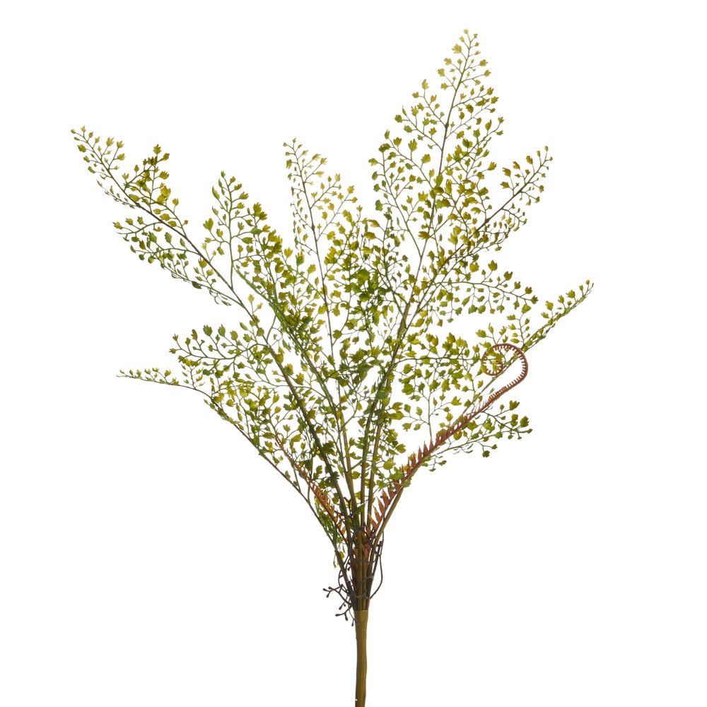 24" Maidenhair Fern Bush
