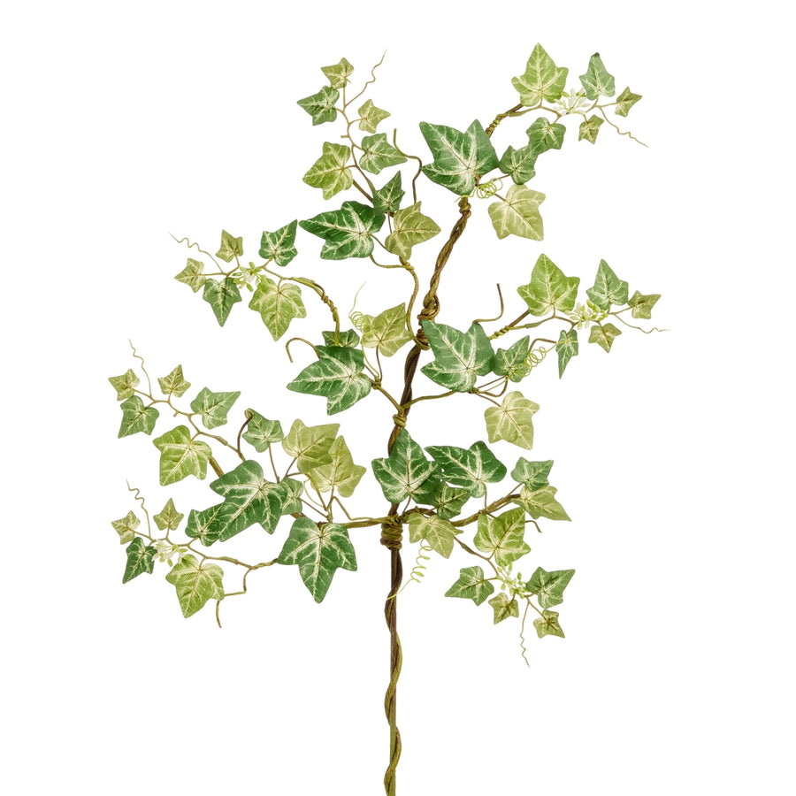 32" Vareigated Ivy Stem