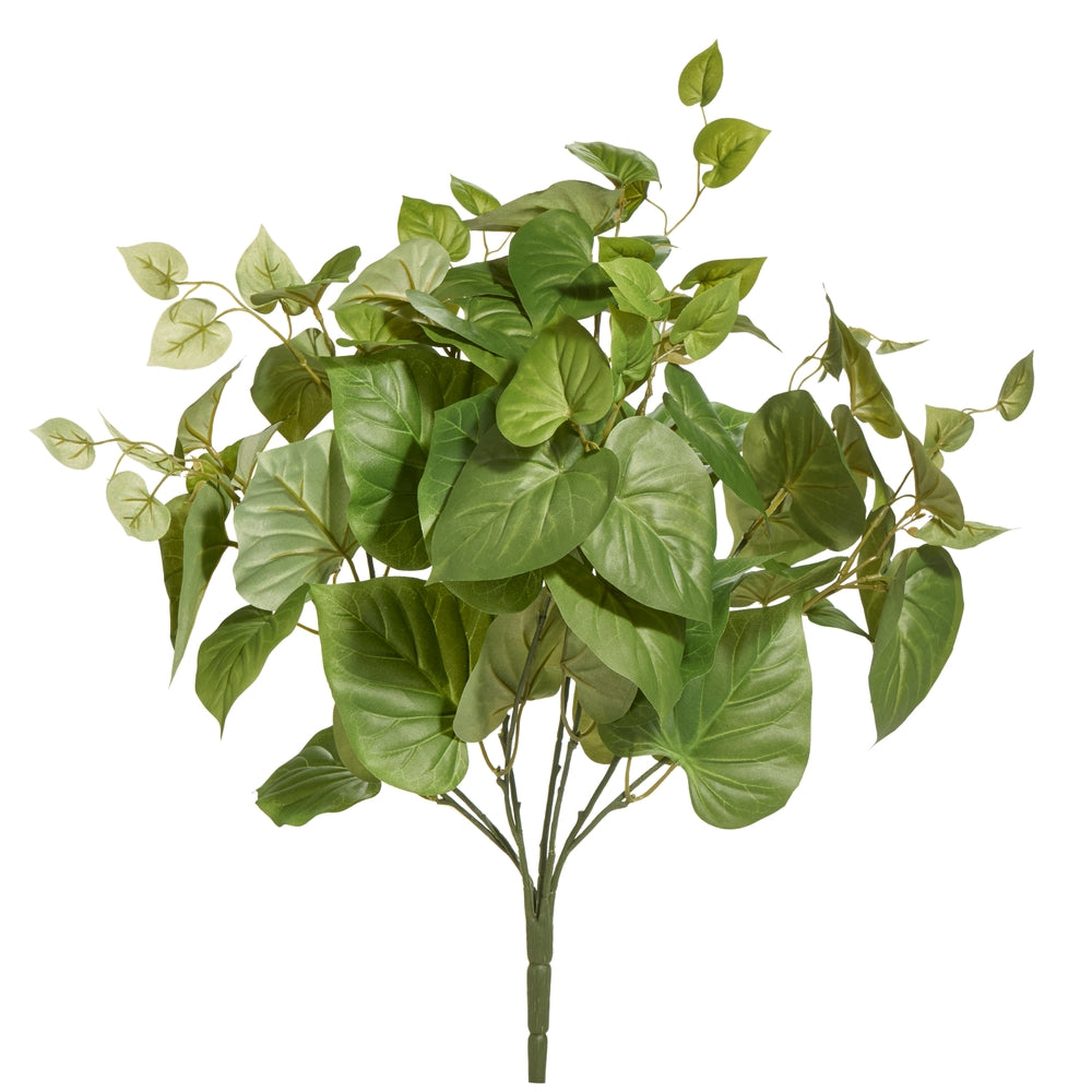 26" Green Sweet Potato Bush