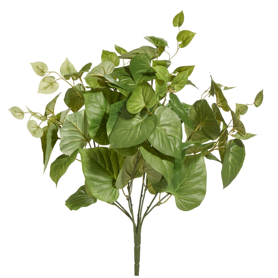 26" Green Sweet Potato Bush