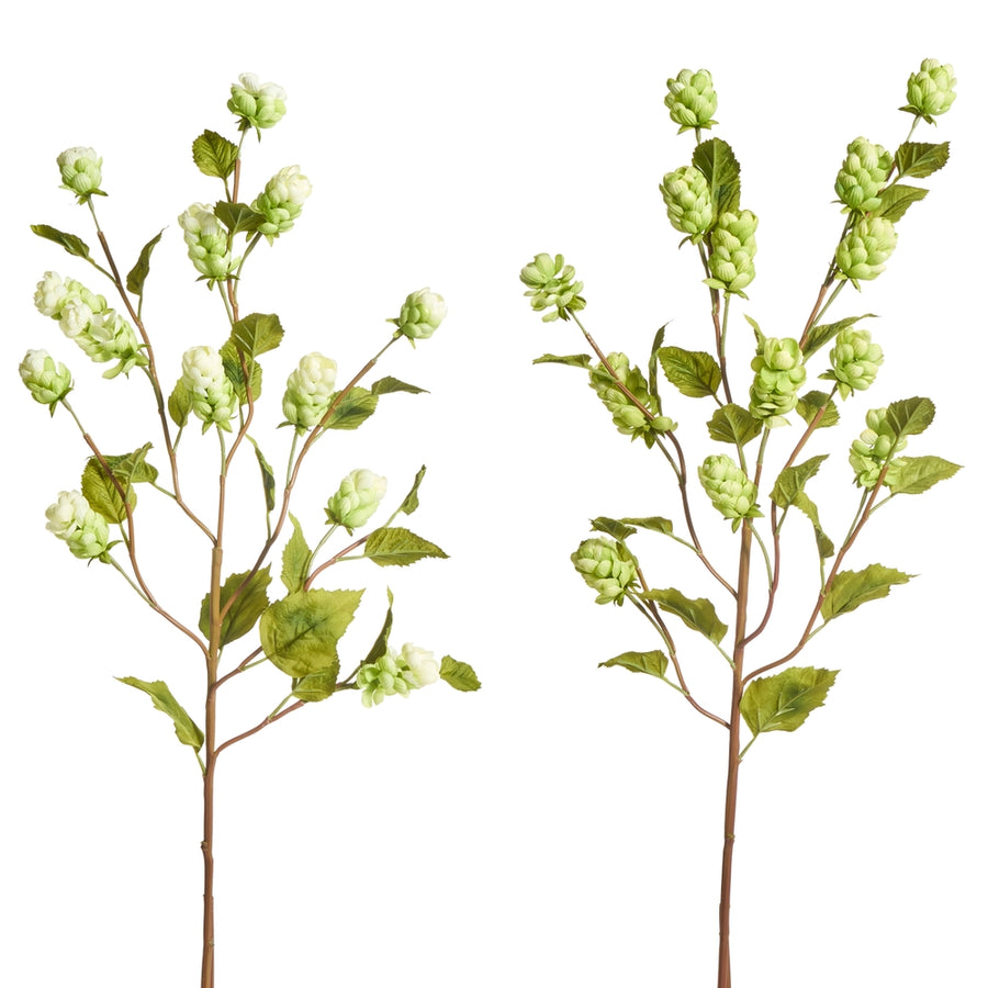 White and Green Hops