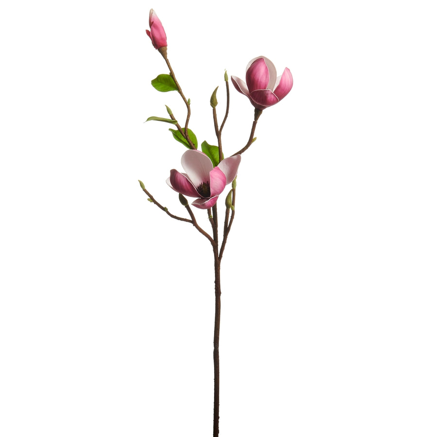26" Purple Japanese Magnolia