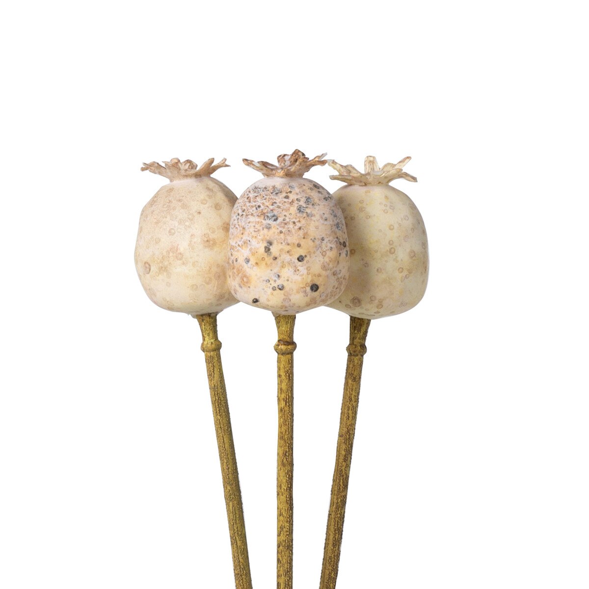 Poppy Pod Bundle