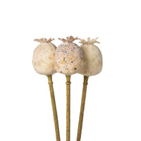 Poppy Pod Bundle