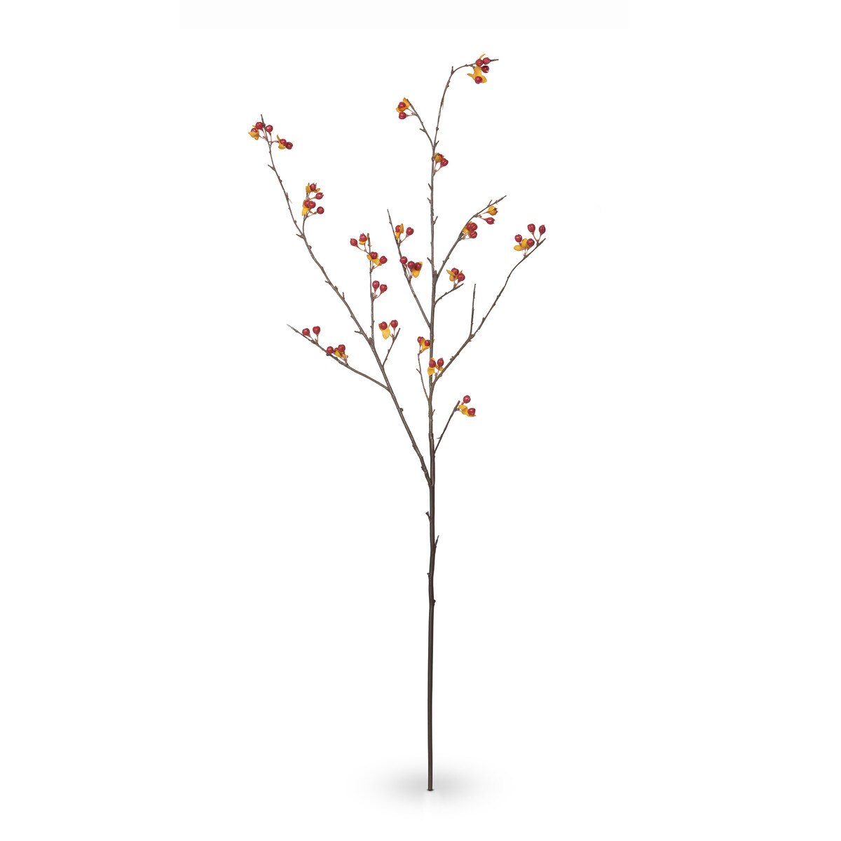 Bittersweet Stem