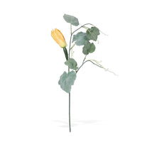 Squash Vine Stem