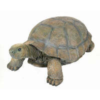 Concrete Tortoise 31