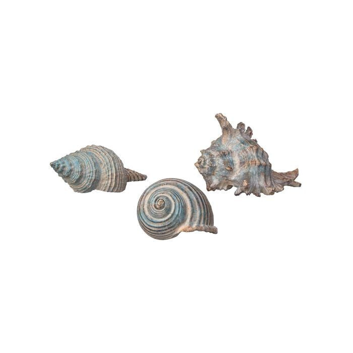 4.5" Resin Conch Shell 3/Ast
