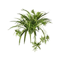 Real Touch Spider Plant X80 32