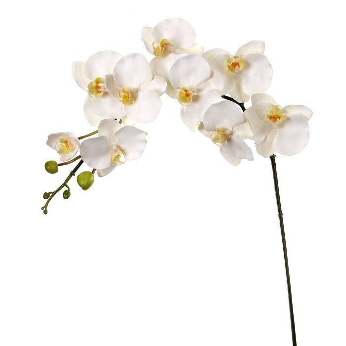 Pe Phaleanopsis Spray X9 +Buds 42
