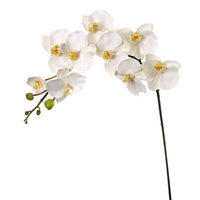 Pe Phaleanopsis Spray X9 +Buds 42
