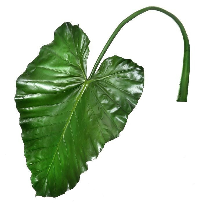 Pu Taro Leaf Stem 43