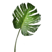 Pu Split Leaf Philo Stem 55