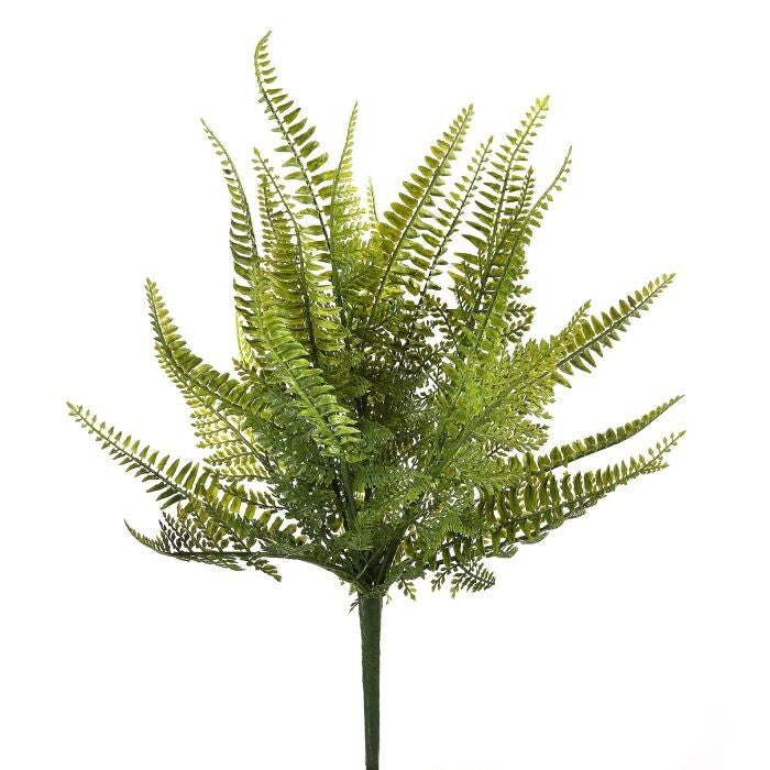 Pl. Ladder Fern Bush 18