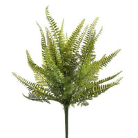 Pl. Ladder Fern Bush 18