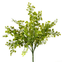 Pl. Maiden Hair Bush X7 15