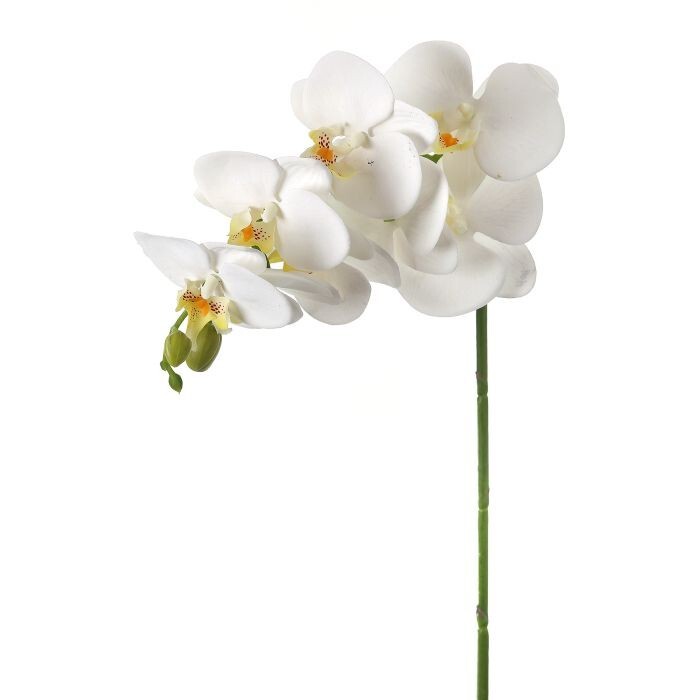 28" Greenhouse Phalaenopsis Spray