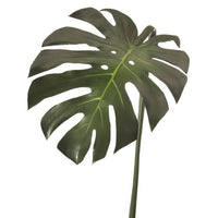 Pe Split Philo Leaf 36