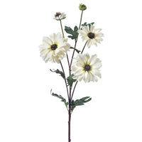 Shasta Daisy Spray X3 + 2 Bud 24