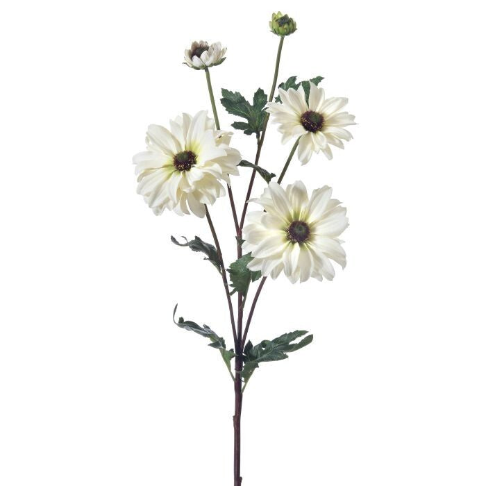 Shasta Daisy Spray X3 + 2 Bud 24"