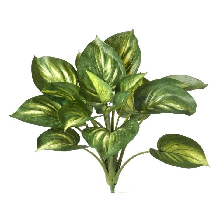 Pe Hosta Bush X18 20