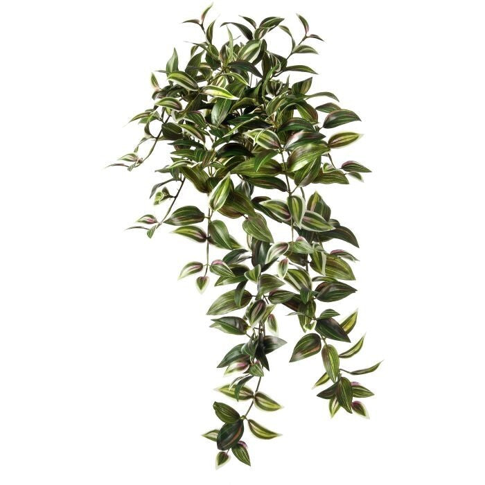 Hanging Tradescantia X262 30