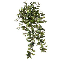 Hanging Tradescantia X262 30