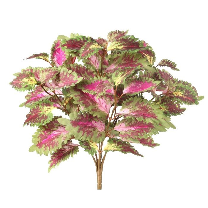 Coleus Bush X7 68 Leaves 18