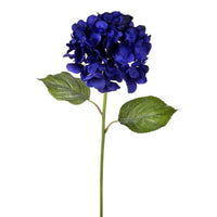 Dynasty Hydrangea 24