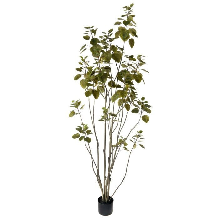6' Ptd Smoke Tree X357 Lv