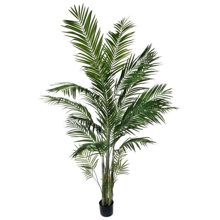 7' Ptd Areca Palm X762 Lv