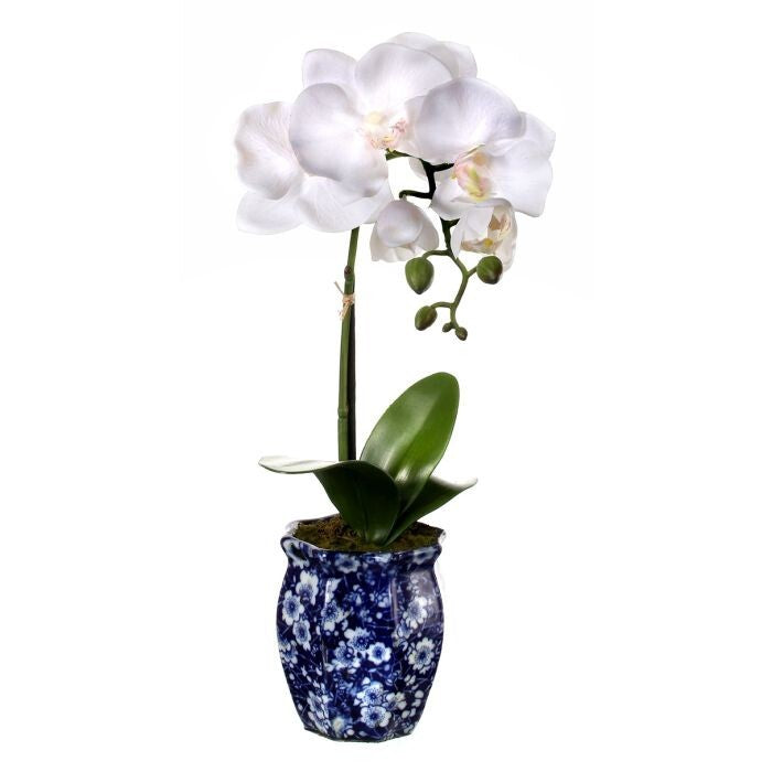 16" Phalaenopsis In Ming Pot