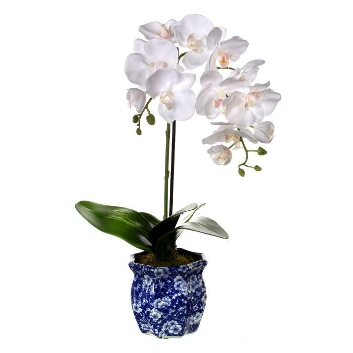 22" Phalaenopsis X2 In Ming Pot