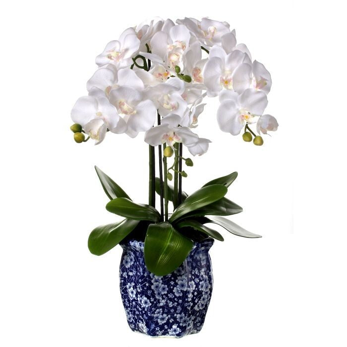 23" Phalaenopsis X4 In Ming Pot