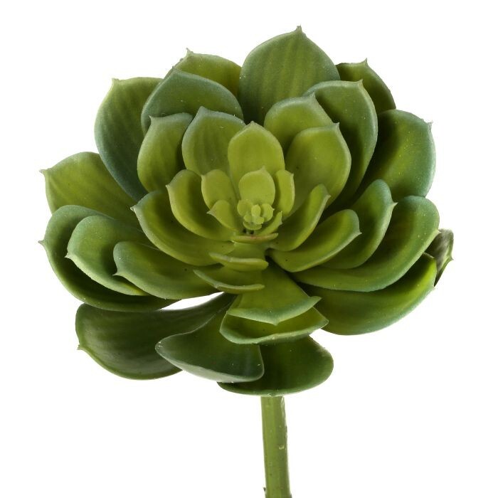 Pl. Giant Echeveria  9"D 12T