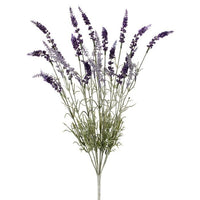 English Lavender Bush X9 22