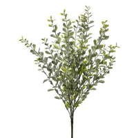 Pl.Frost. Boxwood Bush X 24 23
