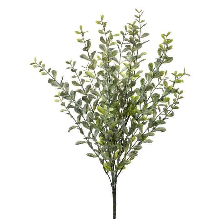 Pl.Frost. Boxwood Bush X 24 23
