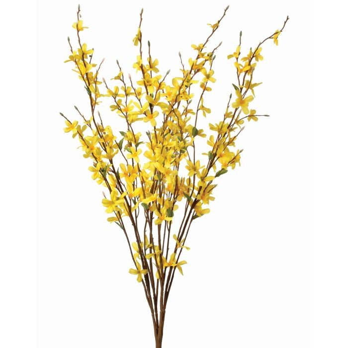Forsythia Bush X12 30"