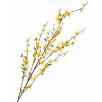 Forsythia Branch X5 52
