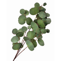 Pe Silver Dollar Eucalyptus Spray X4 30