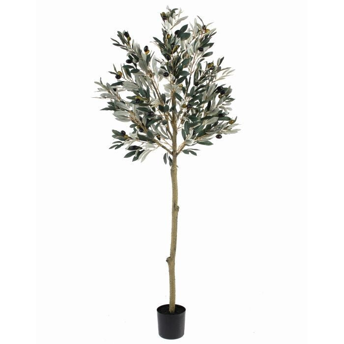 56" Ptd Olive Leaf Topiary X609 Lv & 63 Olive