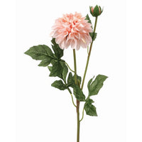 Garden Dahlia Spray +Bud 24