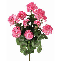 Summer Geranium Plant X 9 24