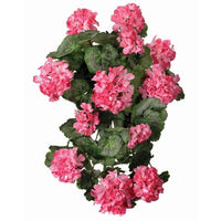 Hanging Summer Geranium Plant X12 22
